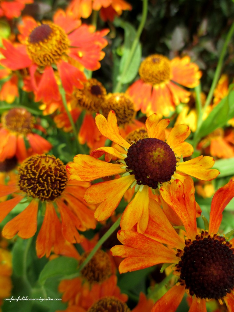 Helenium