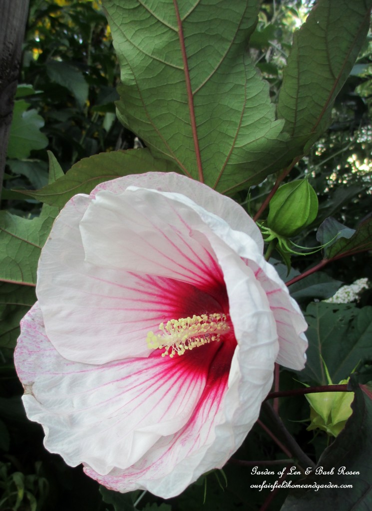 perennial Hibiscus https://ourfairfieldhomeandgarden.com/garden-walk-early-fall-garden/