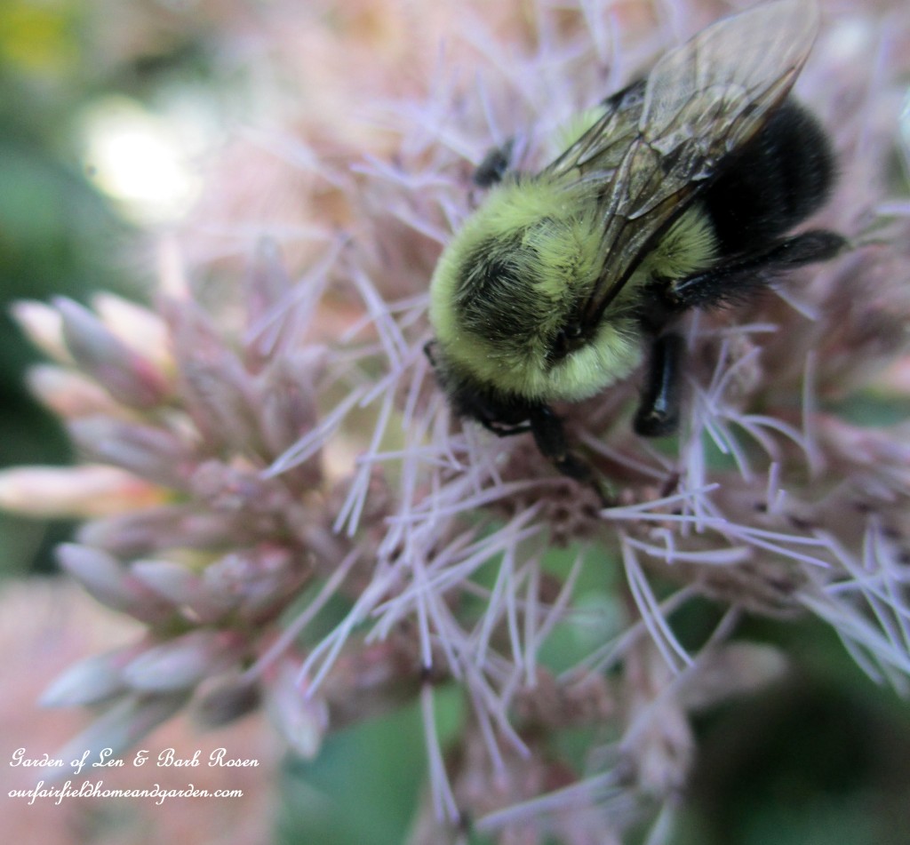 Joe Pye Weed ~ loved by the bees https://ourfairfieldhomeandgarden.com/garden-walk-early-fall-garden/
