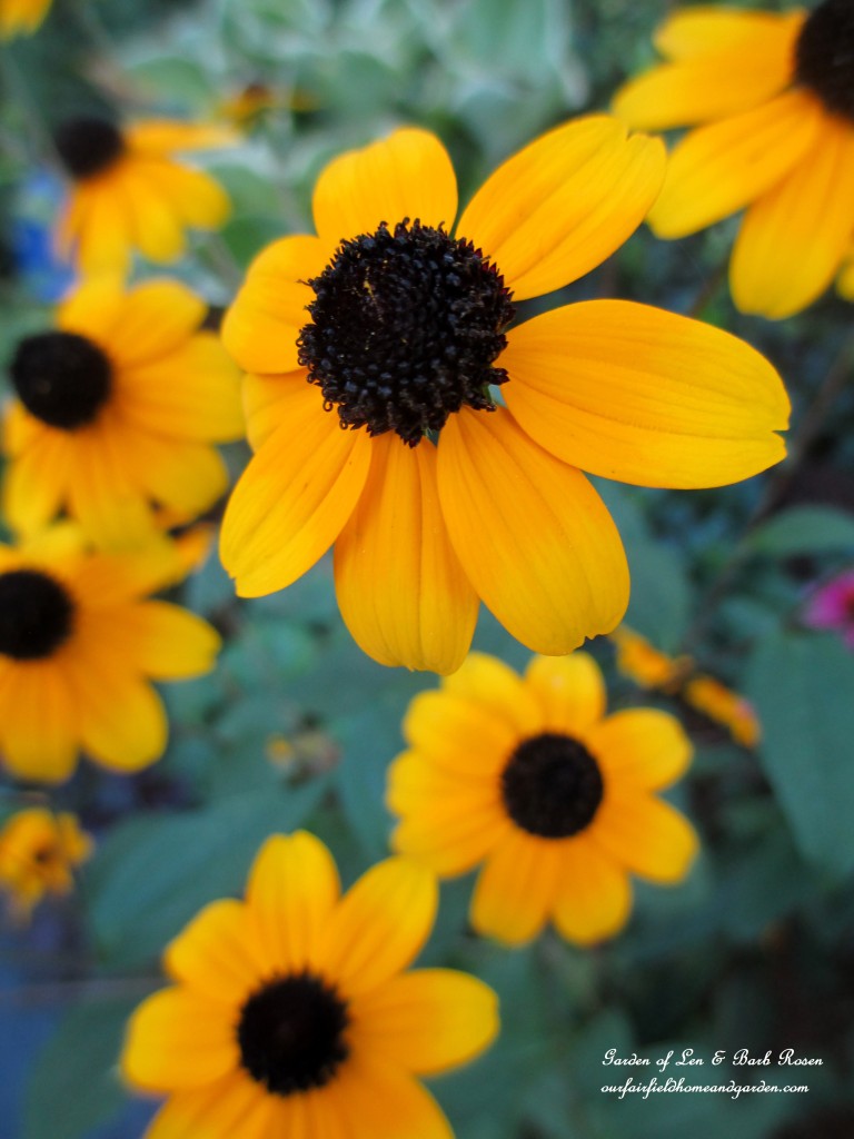 Rudbeckia Trilobia https://ourfairfieldhomeandgarden.com/garden-walk-early-fall-garden/