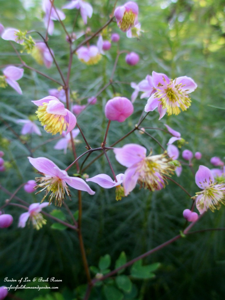 Meadow Rue blooms https://ourfairfieldhomeandgarden.com/garden-walk-early-fall-garden/