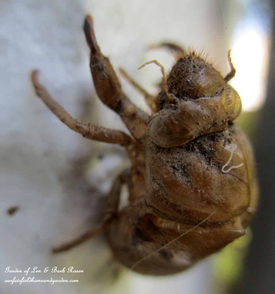 Cicada Husk https://ourfairfieldhomeandgarden.com/garden-walk-early-fall-garden/