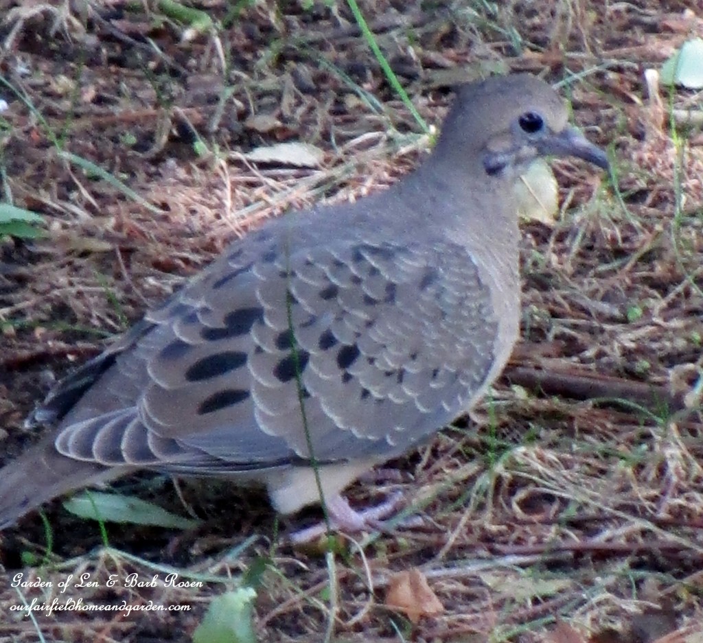 Mourning Dove https://ourfairfieldhomeandgarden.com/garden-walk-early-fall-garden/