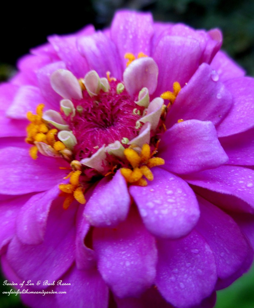 Purple Zinnia https://ourfairfieldhomeandgarden.com/garden-walk-early-fall-garden/