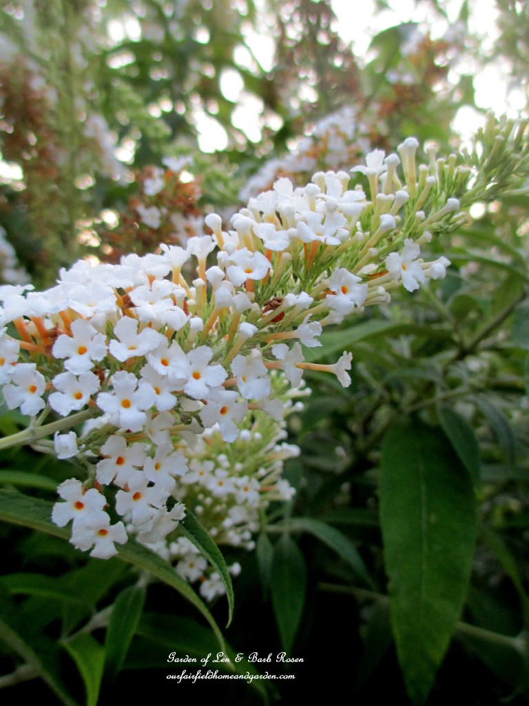 White Butterfly Bush https://ourfairfieldhomeandgarden.com/garden-walk-early-fall-garden/