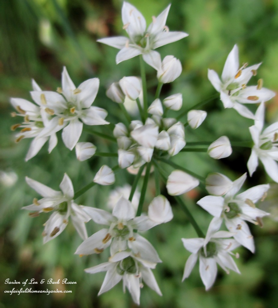 Fall Allium Opening https://ourfairfieldhomeandgarden.com/garden-walk-early-fall-garden/