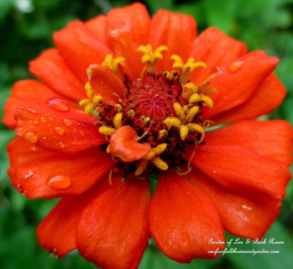 Zinnia Bloom https://ourfairfieldhomeandgarden.com/garden-walk-early-fall-garden/