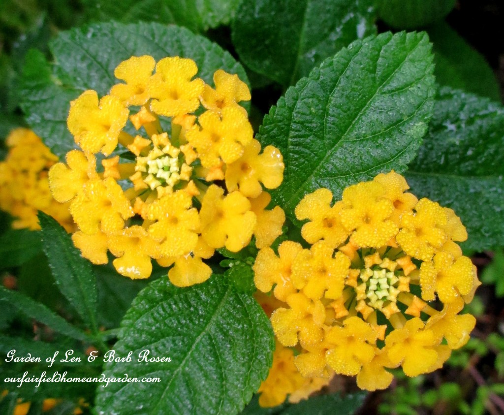 Lantana https://ourfairfieldhomeandgarden.com/garden-walk-early-fall-garden/