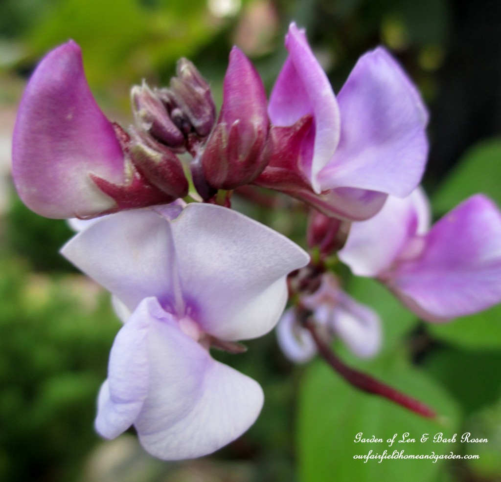 Purple Hyacinth Vine Bloom https://ourfairfieldhomeandgarden.com/garden-walk-early-fall-garden/
