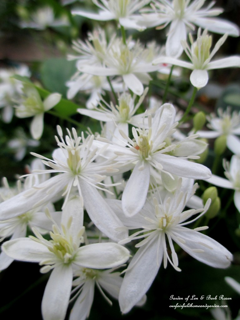 Sweet Autumn Clematis https://ourfairfieldhomeandgarden.com/garden-walk-early-fall-garden/