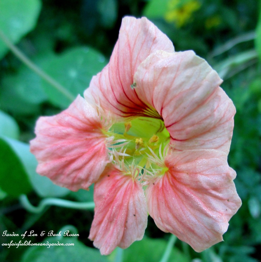Nasturtium https://ourfairfieldhomeandgarden.com/garden-walk-early-fall-garden/