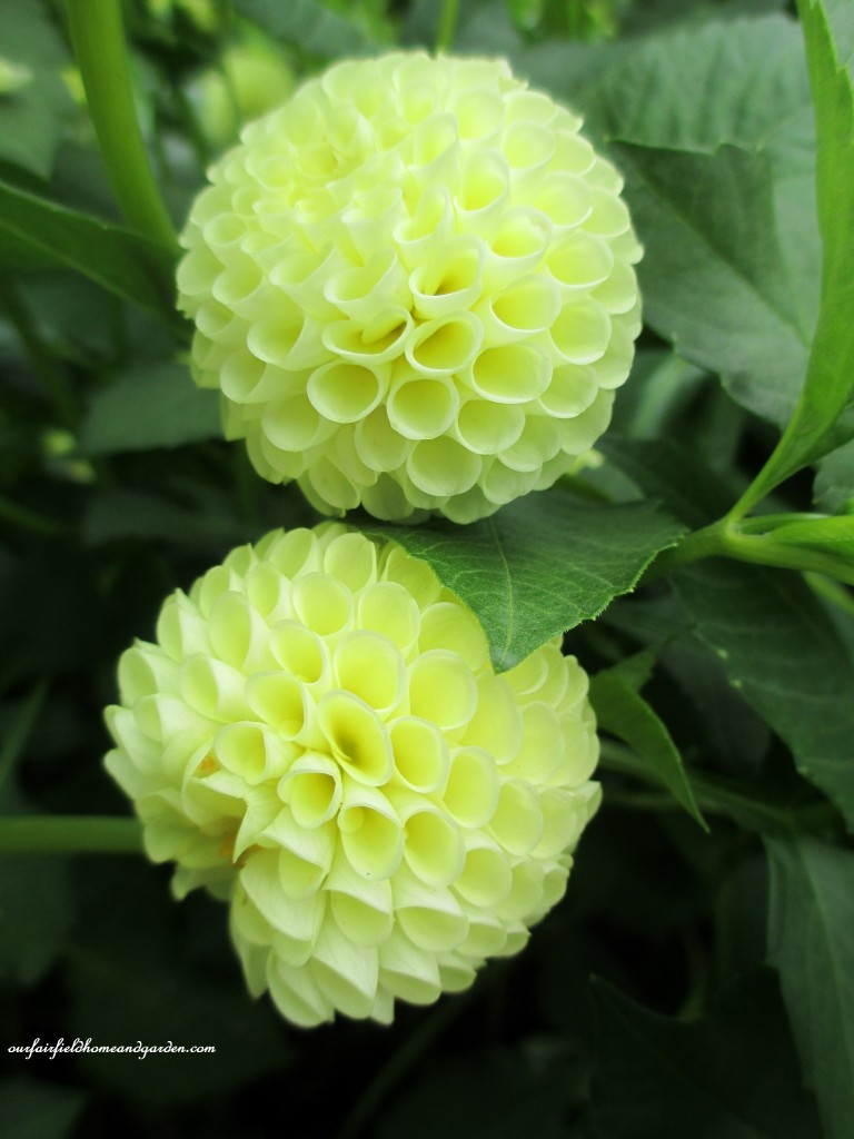 yellow dahlia