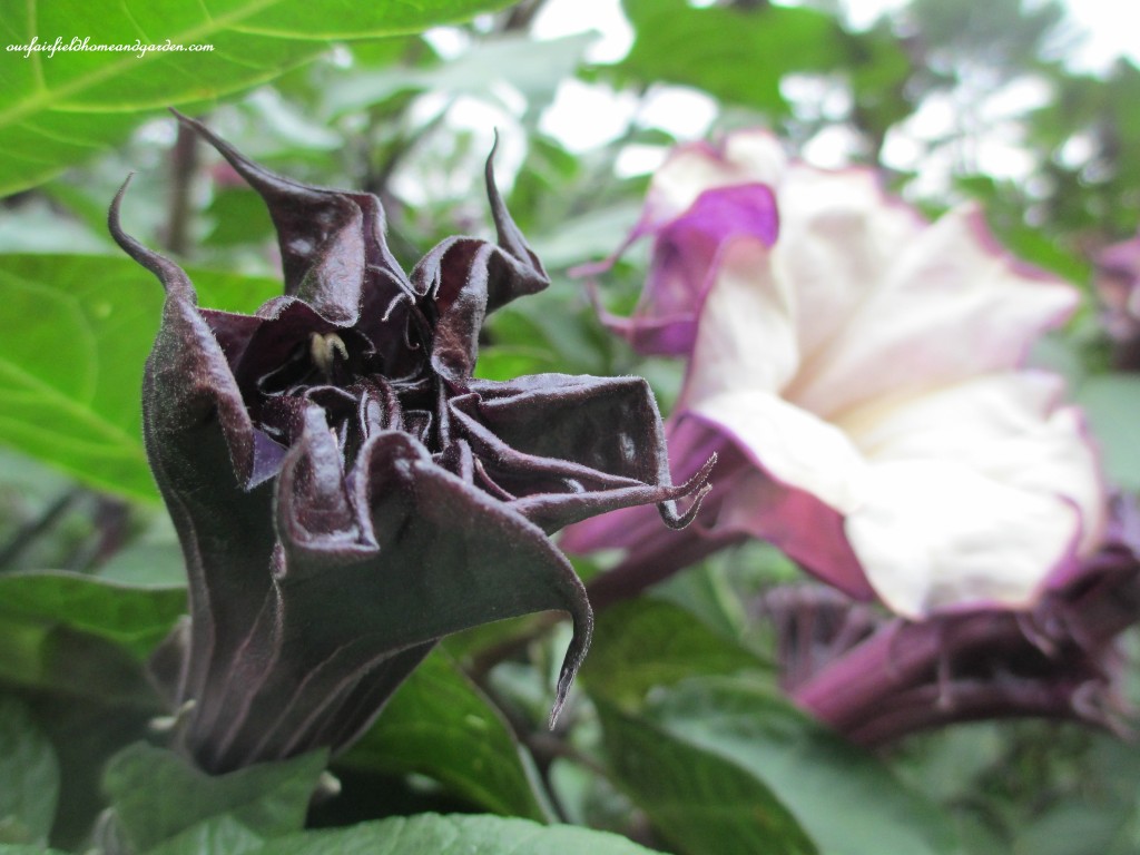 datura