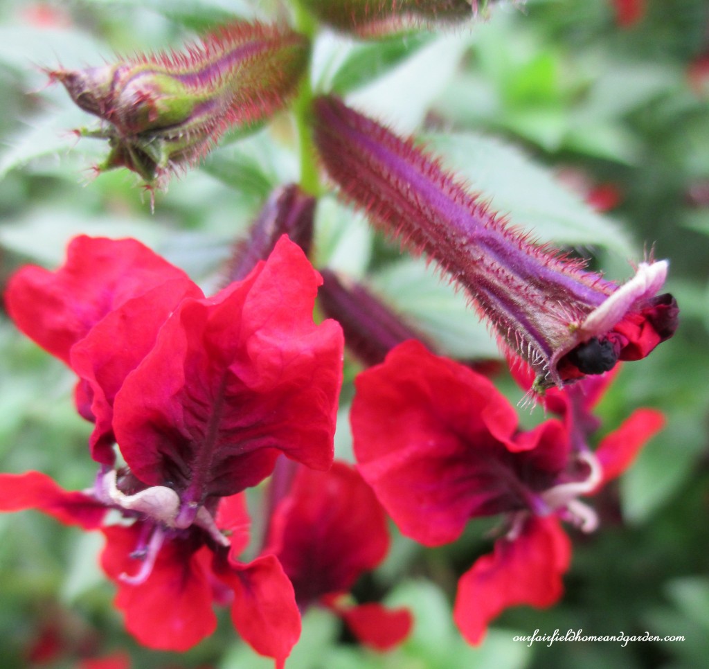 garden walk