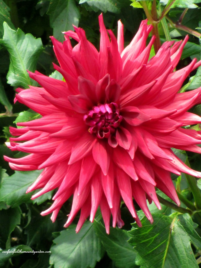 dahlia