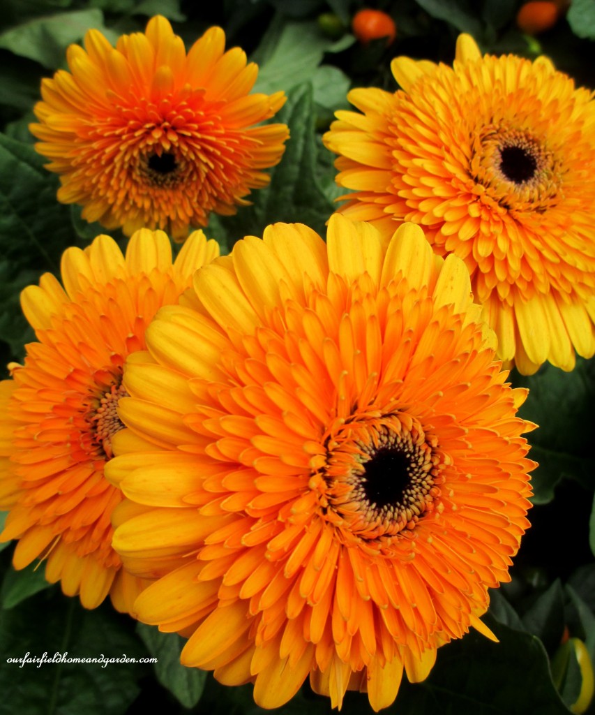 gerber daisies