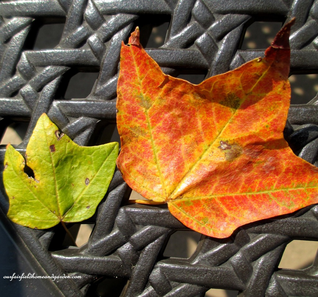 autumn leaves