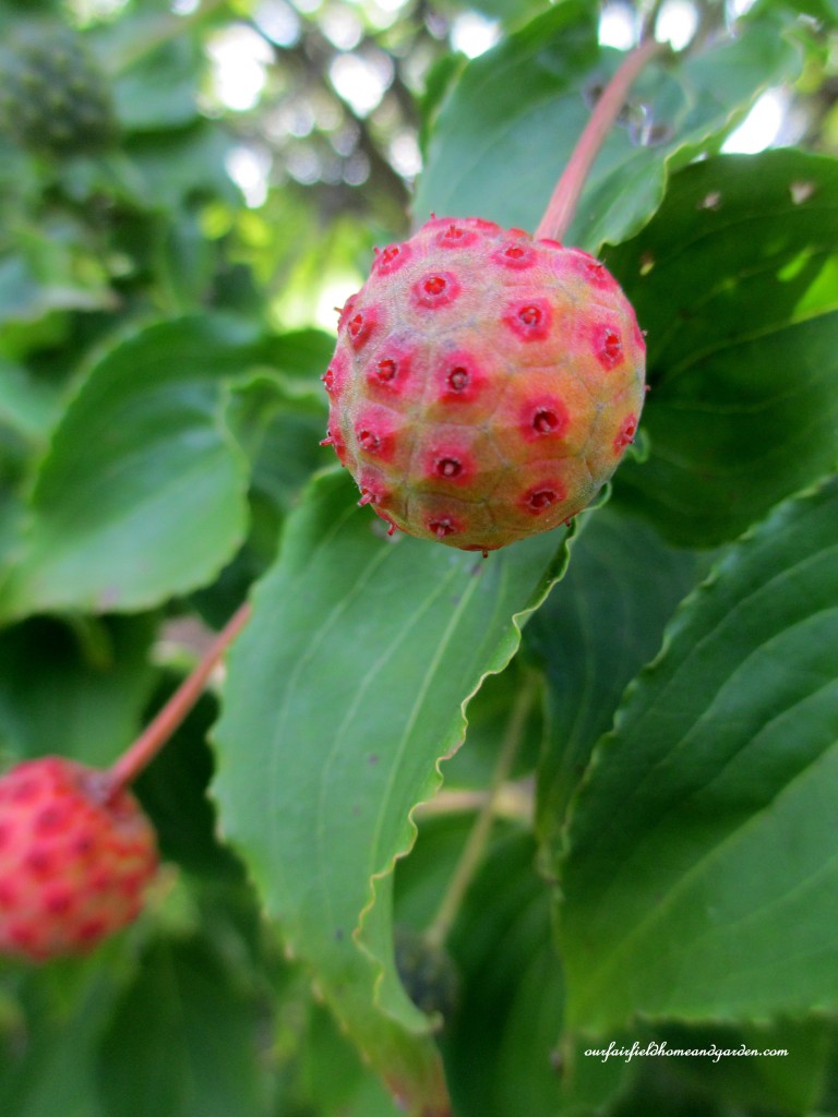Kousa dogwood fruits