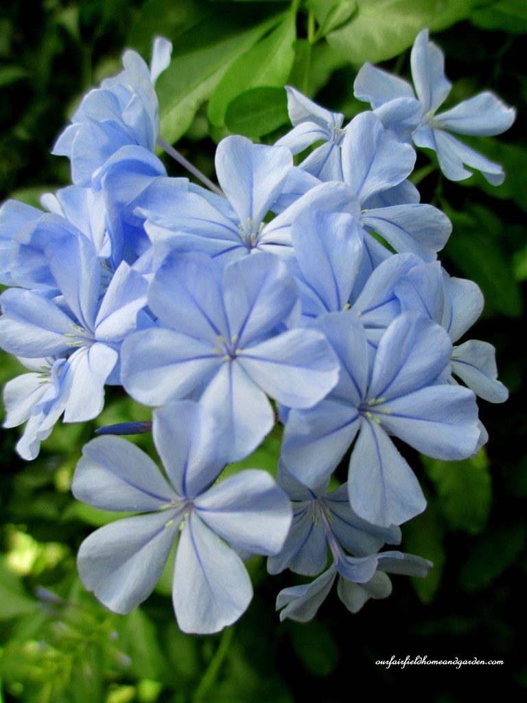 plumbago