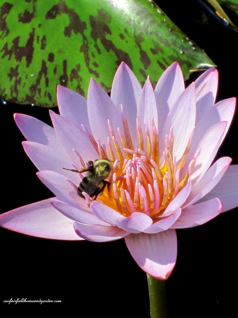 tropical day-flowering water lily "Albert Greenberg"