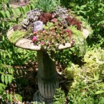 succulent birdbath