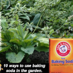 Using Baking soda in the garden *click it !