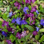 Gardening with the color wheel * click it !