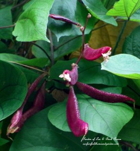 purple hyacinth vine seed pods