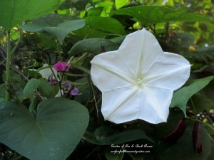 moonflower vine