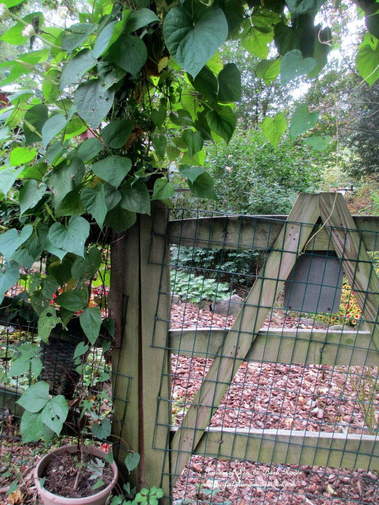 vines are planted in large pots to keep our Labs from knocking into them!