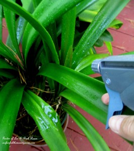 spray plants liberally outside https://ourfairfieldhomeandgarden.com/diy-tucking-the-garden-in-for-the-winter-at-our-fairfield-home-garden/