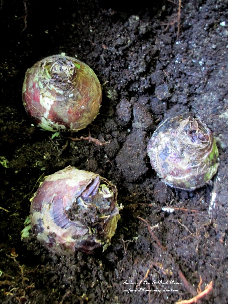 time to plant bulbs https://ourfairfieldhomeandgarden.com/diy-tucking-the-garden-in-for-the-winter-at-our-fairfield-home-garden/