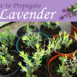 Propagating Lavender * click it !