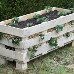 Strawberry Pallet Plante * click it !
