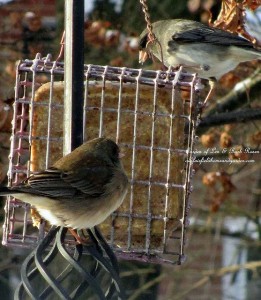 suet feeder  https://ourfairfieldhomeandgarden.com/its-time-to-feed-the-birds/