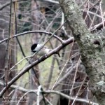 chickadee  https://ourfairfieldhomeandgarden.com/its-time-to-feed-the-birds/