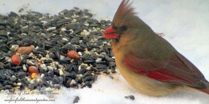 female cardinal feeding  https://ourfairfieldhomeandgarden.com/its-time-to-feed-the-birds/