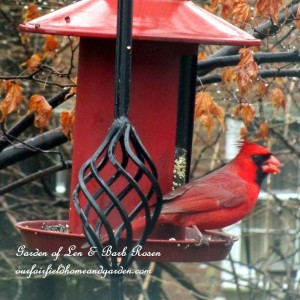 cardinal at the feeder  https://ourfairfieldhomeandgarden.com/its-time-to-feed-the-birds/