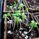 Seed Starting
