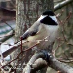 chickadee  https://ourfairfieldhomeandgarden.com/its-time-to-feed-the-birds/