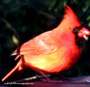 cardinal  https://ourfairfieldhomeandgarden.com/its-time-to-feed-the-birds/