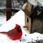 cardinal in the snowhttps://ourfairfieldhomeandgarden.com/its-time-to-feed-the-birds/