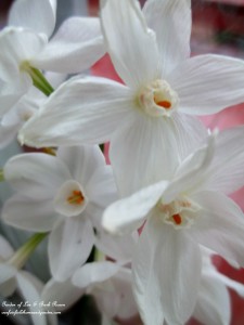 paperwhite blooms https://ourfairfieldhomeandgarden.com/winter-comforts-at-our-fairfield-home-garden/