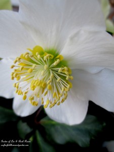 white hellebore https://ourfairfieldhomeandgarden.com/winter-comforts-at-our-fairfield-home-garden/