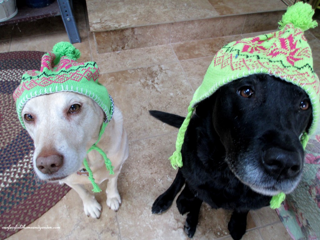 labs in winter https://ourfairfieldhomeandgarden.com/winter-comforts-at-our-fairfield-home-garden/