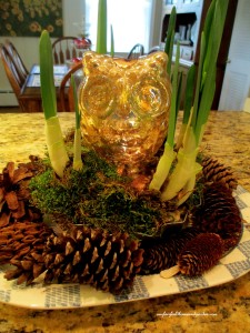 forcing bulbs https://ourfairfieldhomeandgarden.com/winter-comforts-at-our-fairfield-home-garden/