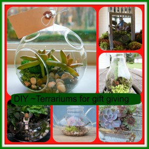 Terrariums http://www.pinterest.com/pin/155585362100670354/