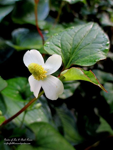 houttuynia cordata https://ourfairfieldhomeandgarden.com/2013-garden-reflections-getting-grounded-in-the-garden/