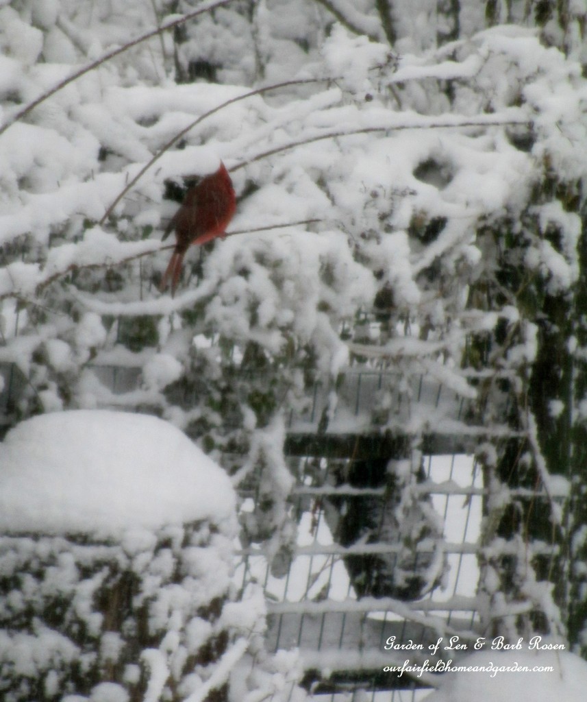 Cardinal in the snow https://ourfairfieldhomeandgarden.com/winter-birds-our-fairfield-home-garden/