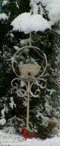 Cardinal at the feeder